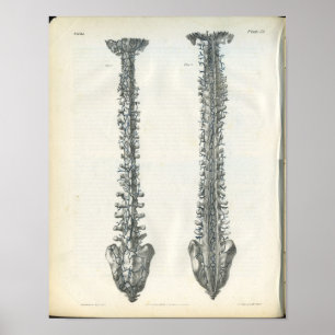 Adern des Dorn-Anatomie-Druckes Poster