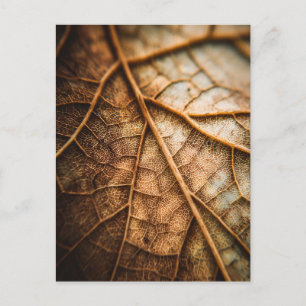Adern des Herbstes Postkarte