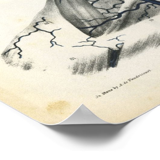 Adern des Kopfnackdrucks Poster (Ecke)