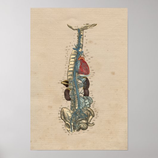 Adern des menschlichen Herzens Anatomie 1841 Print Poster (Vorne)