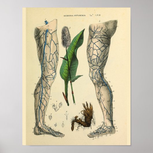 Adern Leg Foot Vintage Anatomie Art Print Poster (Vorne)