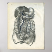 Adern von Bauchorganen Anatomie Druck