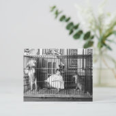 Adgie und ihre ausgebildeten Löwen 1897 Postkarte (Stehend Vorderseite)
