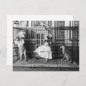 Adgie und ihre ausgebildeten Löwen 1897 Postkarte (Vorne/Hinten)