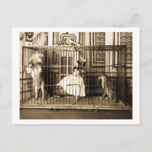 Adgie und ihre dressierten Löwen1897 Postkarte