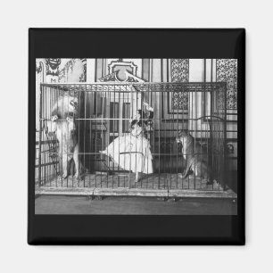 Adgie und sie bildeten Lions1897 aus Magnet