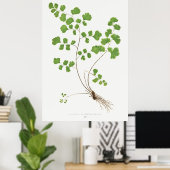 Adiantum Capillus-Veneris (Southern Maidenhair Fer Poster (Heimbüro)