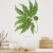 Adiantum Curvatum von Ferns British und Exotic (1 Poster (Küche)