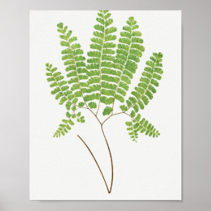 Adiantum Pedatum (Northern Maidenhair Fern) from Poster