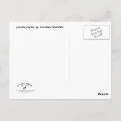 Adirondack Lake Post Postkarte (Rückseite)