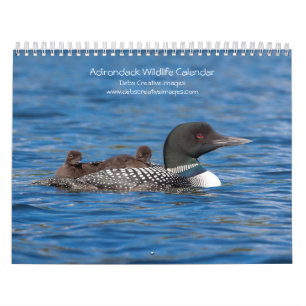 Adirondack Wildlife 2025 Kalender