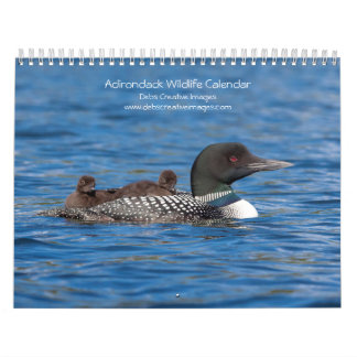 Adirondack Wildlife 2026 Kalender
