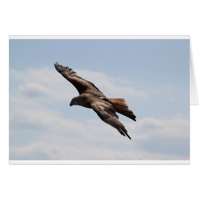 Adler (Vorderseite (Horizontal))