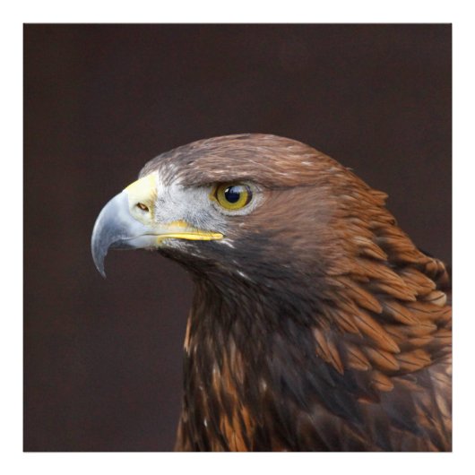 Adler002 Fotodruck (Vorne)