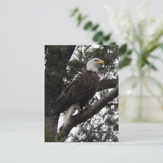 Adler 10 postkarte (Stehend Vorderseite)