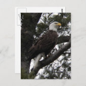 Adler 10 postkarte (Vorne/Hinten)