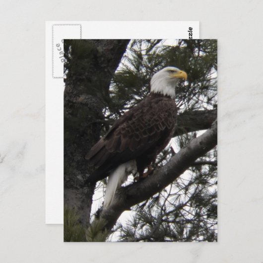 Adler 10 postkarte (Vorne/Hinten)