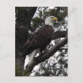 Adler 10 postkarte (Vorderseite)