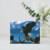 Adler 19 postkarte (Stehend Vorderseite)