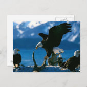 Adler 19 postkarte (Vorne/Hinten)