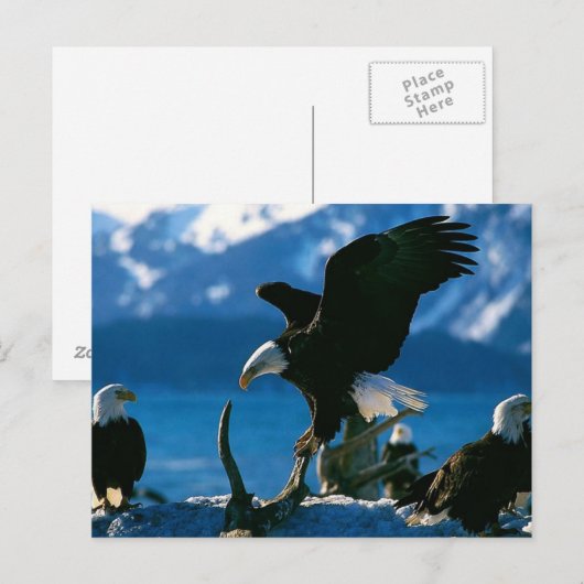 Adler 19 postkarte (Vorne/Hinten)