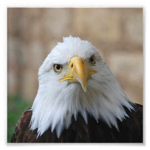 Adler_2015_0201 Fotodruck