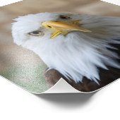 Adler_2015_0201 Fotodruck (Ecke)