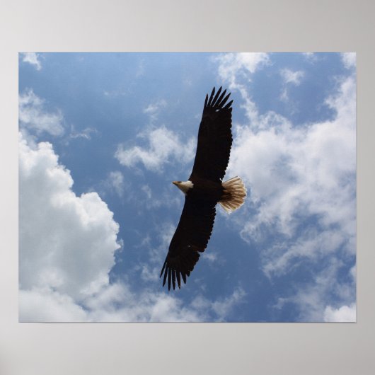 Adler 2025 poster (Vorne)