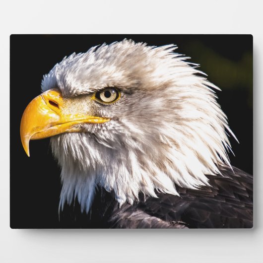 Adler 2 fotoplatte (Vorderseite)