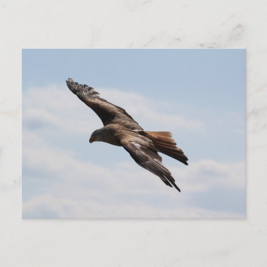 Adler am Himmel Postkarte (Vorderseite)