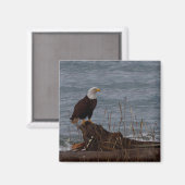 Adler am South Beach Magnet (Vorderseite/Rückseite)