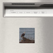 Adler am South Beach Magnet (In Situ (Geschirrspüler))