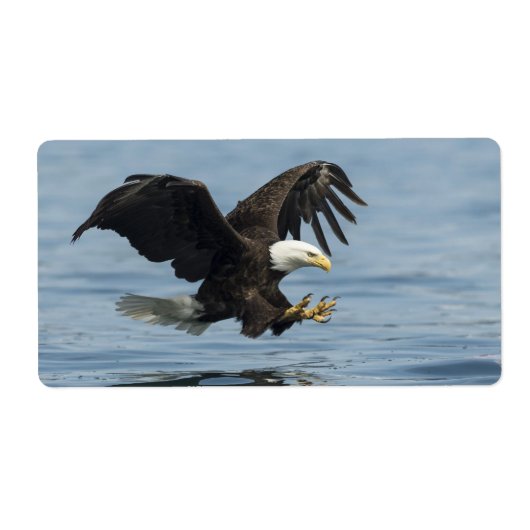 Adler auf Ansatz (Vorne)