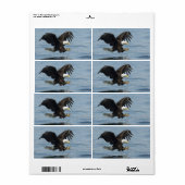 Adler auf Ansatz (Vorne)