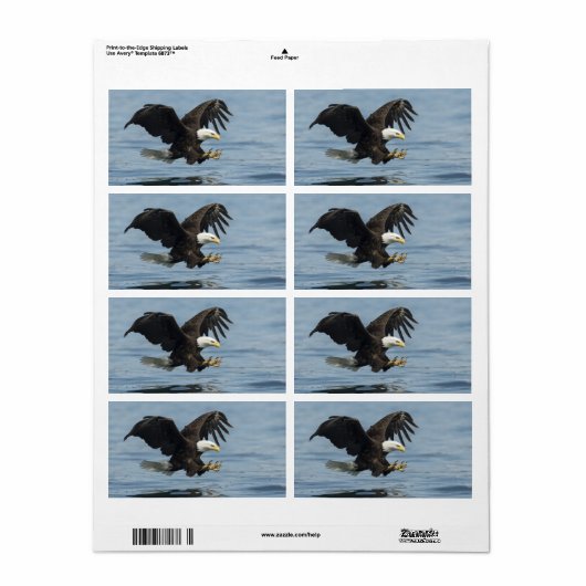 Adler auf Ansatz (Vorne)