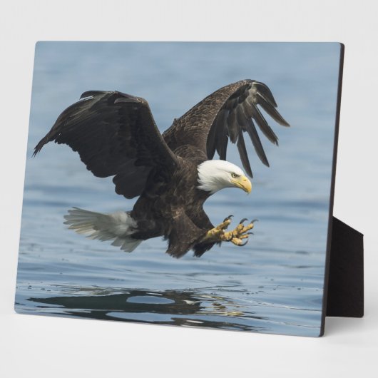 Adler auf Ansatz Fotoplatte (Seite)