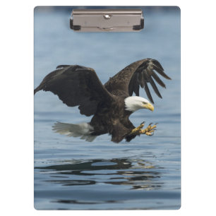 Adler auf Ansatz Klemmbrett
