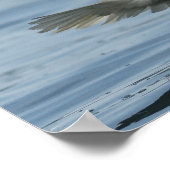 Adler auf Ansatz Poster (Ecke)