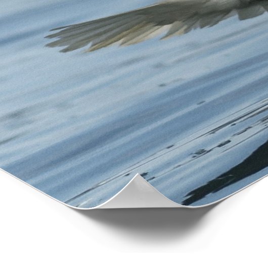 Adler auf Ansatz Poster (Ecke)