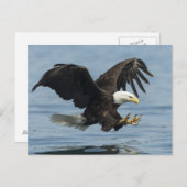 Adler auf Ansatz Postkarte (Vorne/Hinten)
