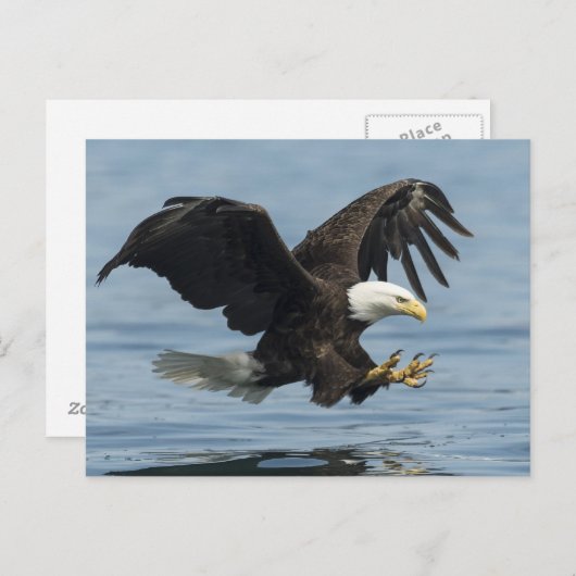 Adler auf Ansatz Postkarte (Vorne/Hinten)