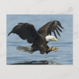 Adler auf Ansatz Postkarte