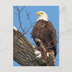 Adler auf einem verschneiten Zweig Postkarte