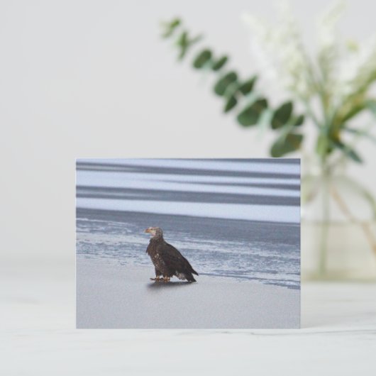 Adler auf Frozen Postkarte (Stehend Vorderseite)