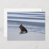 Adler auf Frozen Postkarte (Vorne/Hinten)