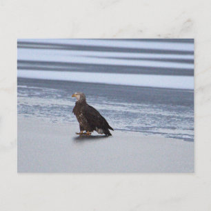 Adler auf gefrorenem See Grußkarte Postkarte
