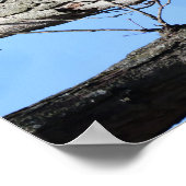 Adler auf Zweig Poster (Ecke)