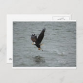 Adler, der einen Fisch fängt Postkarte (Vorne/Hinten)