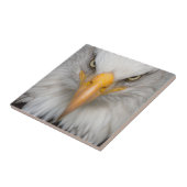 Adler Fliese (Seite)