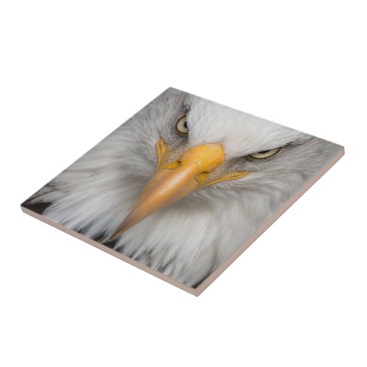 Adler Fliese (Seite)